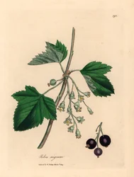 Zwarte bes, Ribes nigrum, uit een botanische illustratie van James Sowerby uit William Woodville en Sir William Jackson Hooker