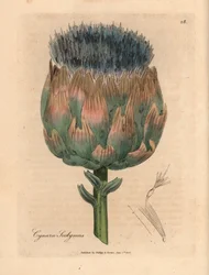 Blauwe en paarse bloeiende artisjok, Cynara scolymus, uit een botanische illustratie van James Sowerby uit William Woodville en Sir William Jackson Hooker