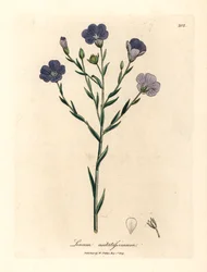 Blauw bloeiende vlas, Linum usitatissimum, uit een botanische illustratie door James Sowerby uit William Woodville en Sir William Jackson Hooker