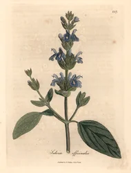 Blauw bloeiende salie, Salvia officinalis, uit een botanische illustratie door James Sowerby uit William Woodville en Sir William Jackson Hooker