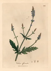 Blauw bloeiende verbena, Verbena officinalis, uit een botanische illustratie door James Sowerby uit William Woodville en Sir William Jackson Hooker