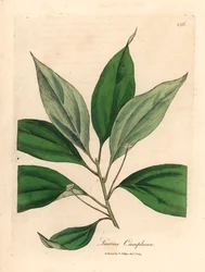 Kamferboom, Laurus camphora, uit een botanische illustratie van James Sowerby uit William Woodville en Sir William Jackson Hooker