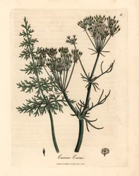 Karwij, Carum carui, uit een botanische illustratie door James Sowerby uit William Woodville en Sir William Jackson Hooker