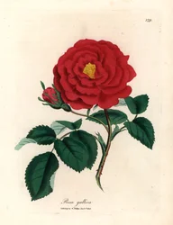 Karmozijnrode officinale roos, Rosa gallica, uit een botanische illustratie door James Sowerby uit William Woodville en Sir William Jackson Hooker