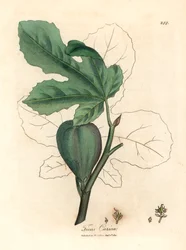 Groene vijg, vrucht, bladeren, bladomtrek, Ficus carica, uit een botanische illustratie door James Sowerby uit William Woodville en Sir William Jackson Hooker