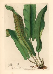 Hertentongvaren, Asplenium scolopendrium, uit een botanische illustratie door James Sowerby uit William Woodville en Sir William Jackson Hooker