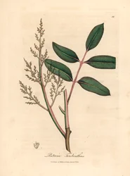 Bladeren en bloemen van de chianboom of cipresturpentineboom, Pistacia terebinthus, uit een botanische illustratie door James Sowerby uit William Woodville en Sir William Jackson Hooker