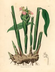 Smalbladige gember, Zingiber officinale, uit een botanische illustratie van James Sowerby uit William Woodville en Sir William Jackson Hooker