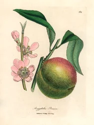 Perzikboom met rijpe vruchten en roze bloesem, Amygdalus persica, uit een botanische illustratie door James Sowerby uit William Woodville en Sir William Jackson Hooker
