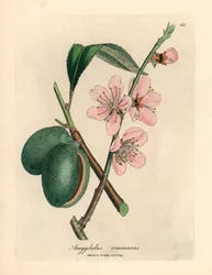 Roze bloeiende amandelboom, Amygdalus communis, uit een botanische illustratie door James Sowerby uit William Woodville en Sir William Jackson Hooker