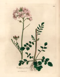 Roze bloemige pinksterbloem, Cardamine pratensis, uit een botanische illustratie van James Sowerby uit William Woodville en Sir William Jackson Hooker