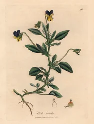 Paarse en gele viooltjes, Viola tricolor, uit een botanische illustratie door James Sowerby uit William Woodville en Sir William Jackson Hooker