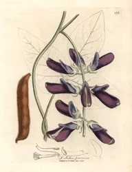 Paarse bloeiende cowhage dolichos, Dolichos pruriens, uit een botanische illustratie door James Sowerby uit William Woodville en Sir William Jackson Hooker