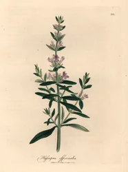 Paars bloeiende hysop, Hyssopus officinalis, uit een botanische illustratie door James Sowerby uit William Woodville en Sir William Jackson Hooker