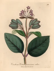 Paarsbloemige rode Peruaanse bastboom, Cinchona cortex peruvianus ruber, uit een botanische illustratie van James Sowerby uit William Woodville en Sir William Jackson Hooker
