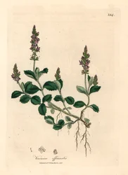 Paarse bloeiende veronica, Veronica officinalis, uit een botanische illustratie door James Sowerby uit William Woodville en Sir William Jackson Hooker