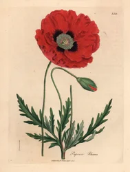 Rode klaproos, Papaver rhoeas, uit een botanische illustratie van James Sowerby uit William Woodville en Sir William Jackson Hooker