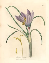 Saffraankrokus, Crocus sativus, uit een botanische illustratie door James Sowerby uit William Woodville en Sir William Jackson Hooker