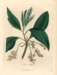Sassafrasboom, Laurus sassafras, uit een botanische illustratie door James Sowerby uit William Woodville en Sir William Jackson Hooker