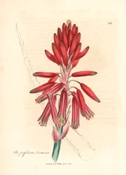 Socotorine aloë, Aloe perfoliata socotorina, uit een botanische illustratie door James Sowerby uit William Woodville en Sir William Jackson Hooker