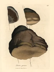 Tonderzwam, Boletus igniarius, uit een botanische illustratie door James Sowerby uit William Woodville en Sir William Jackson Hooker