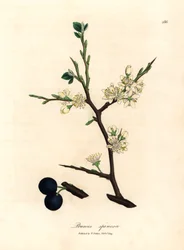 Witte bloesem en blauwe bessen van de sleedoorn, Prunus spinosa, uit een botanische illustratie van James Sowerby uit William Woodville en Sir William Jackson Hooker