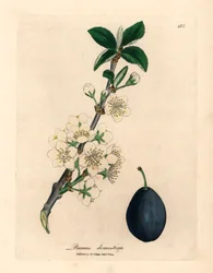 Witte bloesem en vrucht van de pruimenboom, Prunus domestica, uit een botanische illustratie door James Sowerby uit William Woodville en Sir William Jackson Hooker