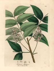 Witbloeiende mahoniebomen, Swietenia mahogani, uit een botanische illustratie van James Sowerby uit William Woodville en Sir William Jackson Hooker