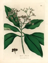Wit bloeiende pimentboom, Myrtus pimenta, uit een botanische illustratie door James Sowerby uit William Woodville en Sir William Jackson Hooker