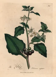 Witbloemige, zwarte bes, tuinnachtschade, Solanum nigrum, uit een botanische illustratie van James Sowerby uit William Woodville en Sir William Jackson Hooker