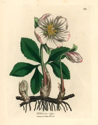 Witbloemige zwarte nieskruid of kerstroos, Helleborus niger, naar een botanische illustratie van James Sowerby uit "Medical Botany" van William Woodville en Sir William Jackson Hooker, 1832