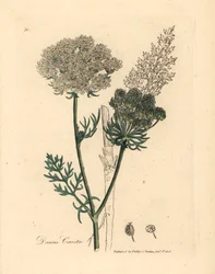 Witbloemige wilde wortelplant, Daucus carota, uit een botanische illustratie van James Sowerby uit William Woodville en Sir William Jackson Hooker