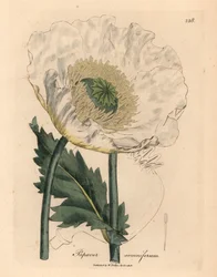 Witte papaver, Papaver somniferum, uit een botanische illustratie door James Sowerby uit William Woodville en Sir William Jackson Hooker