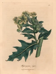 Geelbloemig zwart bilzekruid, Hyoscyamus niger, naar een botanische illustratie van James Sowerby uit "Medical Botany" van William Woodville en Sir William Jackson Hooker, 1832