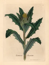 Gele bloeiende gezegende of heilige distel, Centaurea benedicta, uit een botanische illustratie van James Sowerby uit William Woodville en Sir William Jackson Hooker
