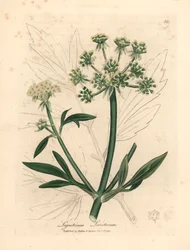 Gele bloeiende lavas, Ligusticum levisticum, uit een botanische illustratie door James Sowerby uit William Woodville en Sir William Jackson Hooker