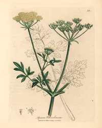 Gele bloeiende peterselie, Apium petroselinum, uit een botanische illustratie door James Sowerby uit William Woodville en Sir William Jackson Hooker