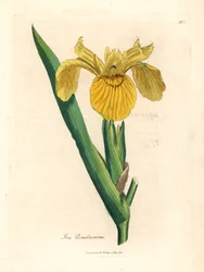 Gele waterzwaardlelie, Iris pseudocorus, uit een botanische illustratie door James Sowerby uit William Woodville en Sir William Jackson Hooker