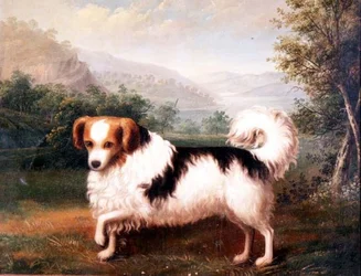 Een Phallene Papillon in een Hooglandlandschap