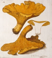Cantharel