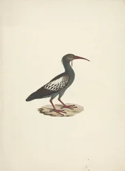 Bostrychia carunculata (Lelkibis)