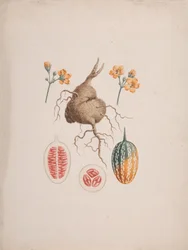 Coccinia abyssinica (Lam.): afgewerkte tekening, de knol en detail van de vrucht
