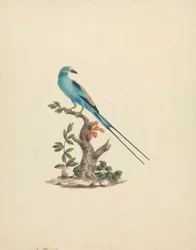 Coracias abyssinicus (Abyssinische roller)