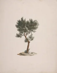 Juniperus procera Endl. (Afrikaanse potloodceder): afgewerkte tekening van de boom