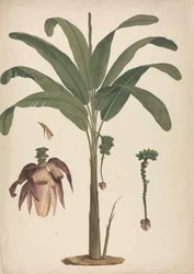 Musa x sapientum L. (Banaan): afgewerkte tekening met details van bloeiwijze