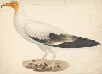 Neophron percnopterus (Egyptische gier)