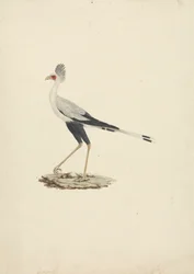Sagittarius serpentarius (Secretarisvogel)