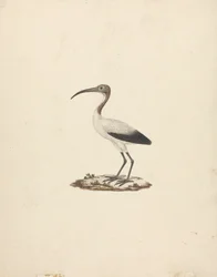 Threkiornis aethiopicus (Afrikaanse heilige ibis)