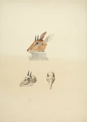 Ongeïdentificeerde Madoqua (Dik-dik): studie van hoofd en schedel