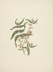 Woodfordia uniflora (A. Rich.) Koehne: afgewerkte tekening van bloeiende scheut